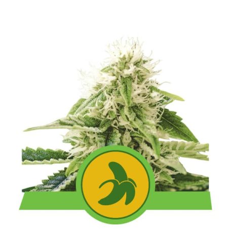 (Bild für) Fat Banana Auto Feminised Seeds