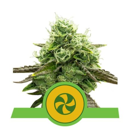 (Bild für) Sweet ZZ Auto Feminised Seeds