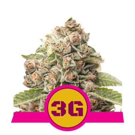(Bild für) Triple G Feminised Seeds