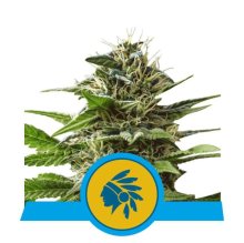 (Bild für) Tatanka Pure CBD Feminised Seeds