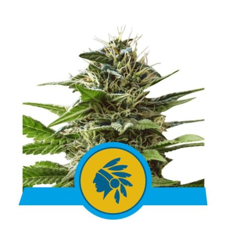 (Bild für) Tatanka Pure CBD Feminised Seeds