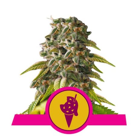 (Bild für) Cookies Gelato Feminised Seeds
