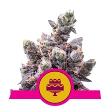 (Bild für) Wedding Gelato Feminised Seeds