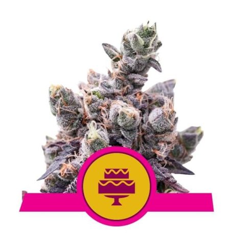 (Bild für) Wedding Gelato Feminised Seeds