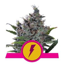 (Bild für) North Thunderfuck Feminised Seeds