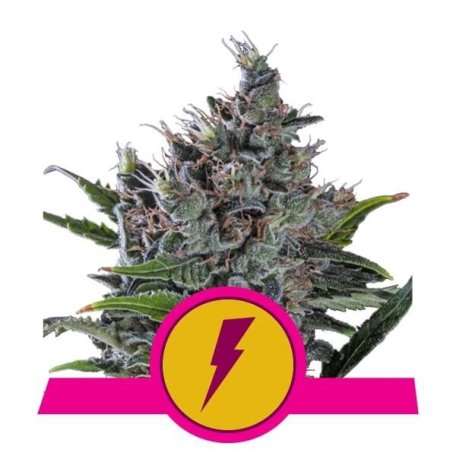 (Bild für) North Thunderfuck Feminised Seeds