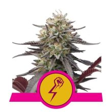 (Bild für) Green Crack Punch Feminised Seeds