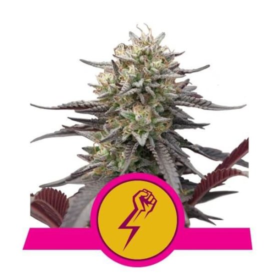 (Bild für) Green Crack Punch Feminised Seeds