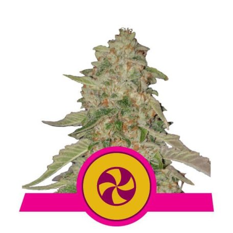 (Bild für) Sweet ZZ (formerly Sweet Zkittlez) Feminised Seeds