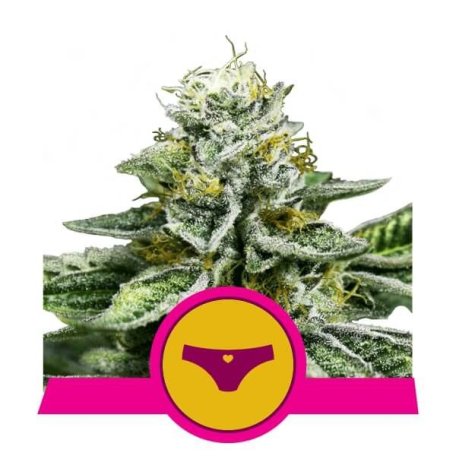(Bild für) Sherbet Queen Feminised Seeds