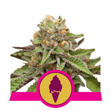 (Bild für) Green Gelato Feminised Seeds