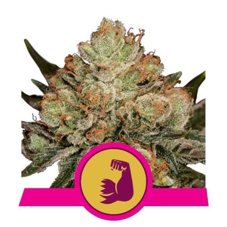 (Bild für) HulkBerry Feminised Seeds