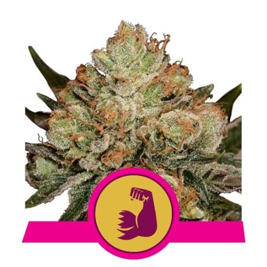(Bild für) HulkBerry Feminised Seeds