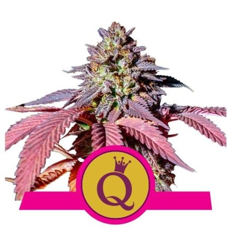 (Bild für) Purple Queen Feminised Seeds