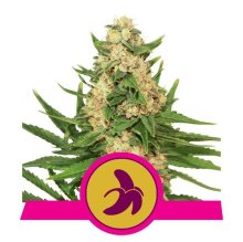 (Bild für) Fat Banana Feminised Seeds