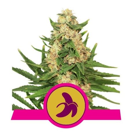 (Bild für) Fat Banana Feminised Seeds