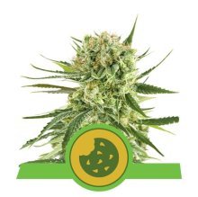 (Bild für) Royal Cookies Auto Feminised Seeds