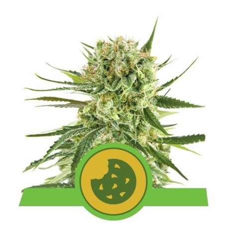 (Bild für) Royal Cookies Auto Feminised Seeds