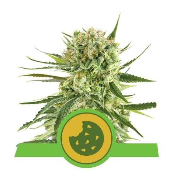 (Bild für) Royal Cookies Auto Feminised Seeds