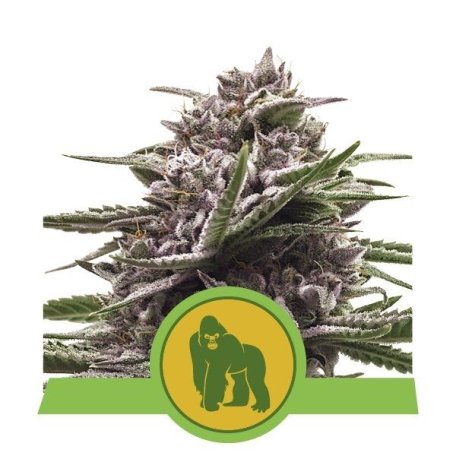 (Bild für) Royal Gorilla Auto Feminised Seeds