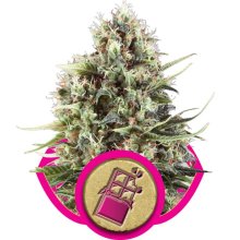 (Bild für) Chocolate Haze Feminised Seeds
