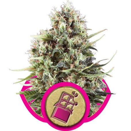 (Bild für) Chocolate Haze Feminised Seeds