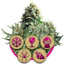 (Bild für) Feminized Mix Feminised Seeds