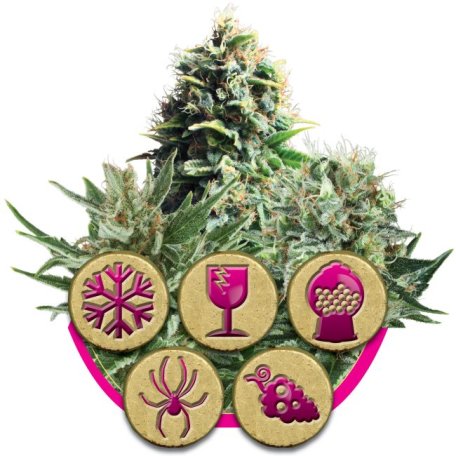 (Bild für) Feminized Mix Feminised Seeds