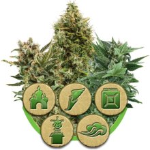 (Bild für) Mix Auto Feminised Seeds