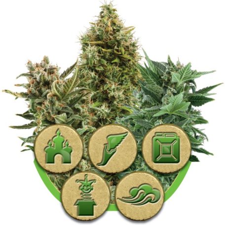 (Bild für) Mix Auto Feminised Seeds