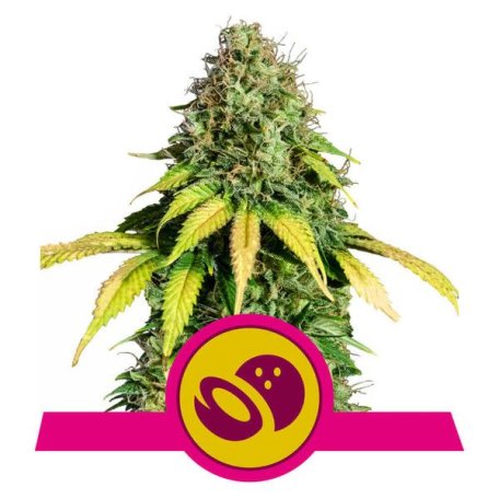 (Bild für) Somango XL Feminised Seeds