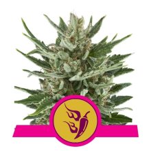 (Bild für) Speedy Chile Fast Feminised Seeds