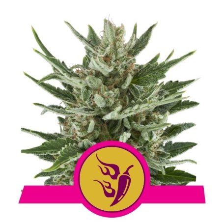 (Bild für) Speedy Chile Fast Feminised Seeds