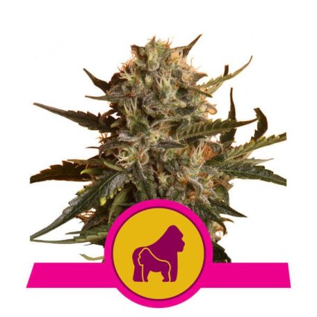 (Bild für) Mother Gorilla (formerly Royal Madre) Feminised Seeds