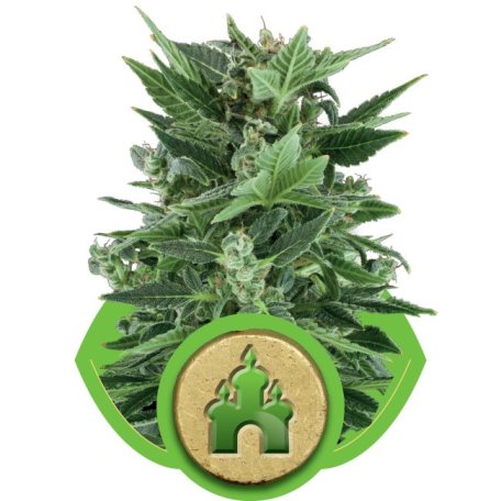 (Bild für) Royal Kush Auto Feminised Seeds