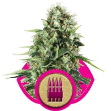 (Bild für) Royal AK Feminised Seeds