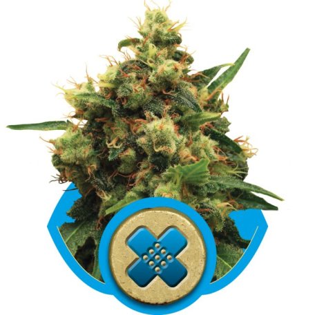(Bild für) Painkiller XL CBD Feminised Seeds