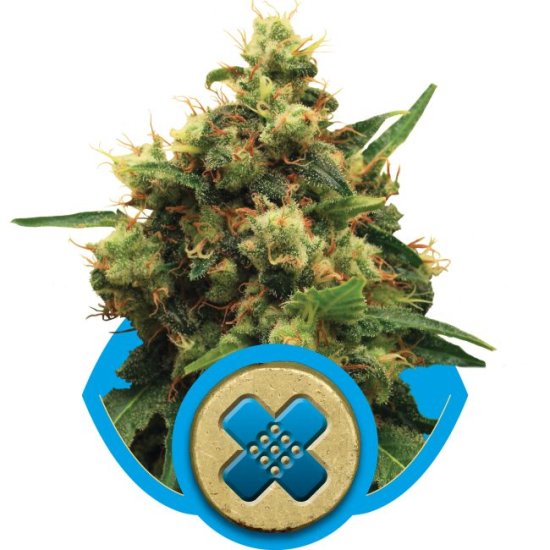 (Bild für) Painkiller XL CBD Feminised Seeds