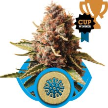(Bild für) Euphoria CBD Feminised Seeds