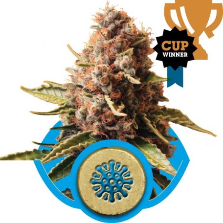 (Bild für) Euphoria CBD Feminised Seeds