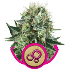 (Bild für) Bubble Kush Feminised Seeds