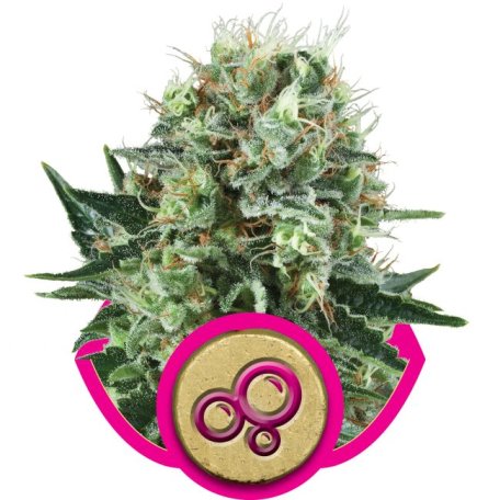 (Bild für) Bubble Kush Feminised Seeds