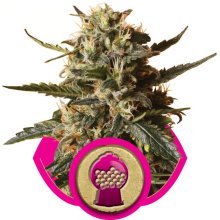 (Bild für) Bubblegum XL Feminised Seeds
