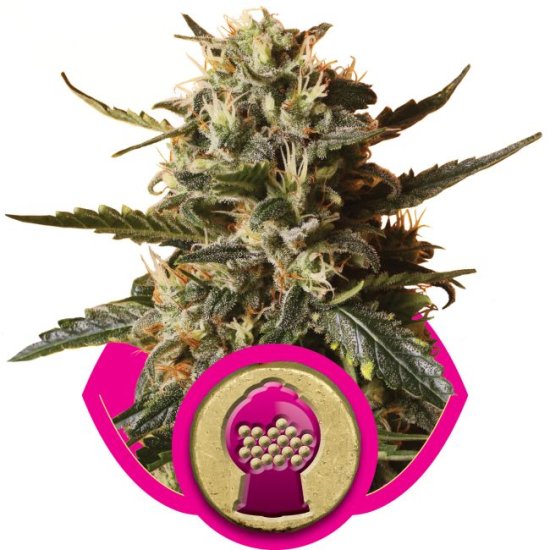 (Bild für) Bubblegum XL Feminised Seeds