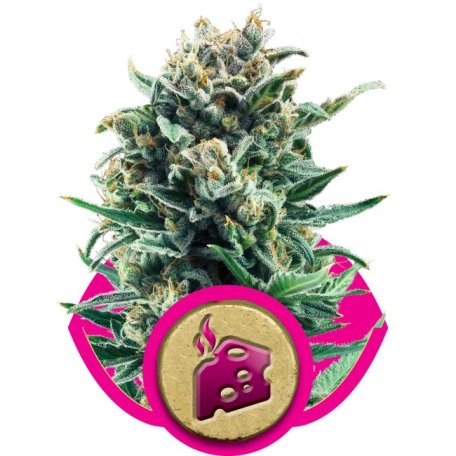 (Bild für) Blue Cheese Feminised Seeds