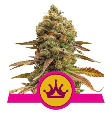 (Bild für) Skunk XL Feminised Seeds