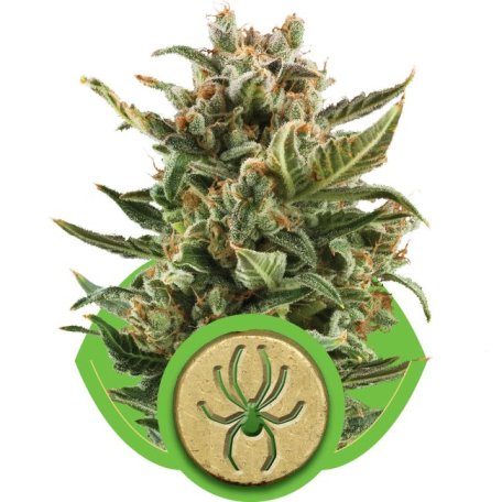 (Bild für) White Widow Auto Feminised Seeds