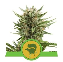 (Bild für) Sweet Skunk Auto Feminised Seeds