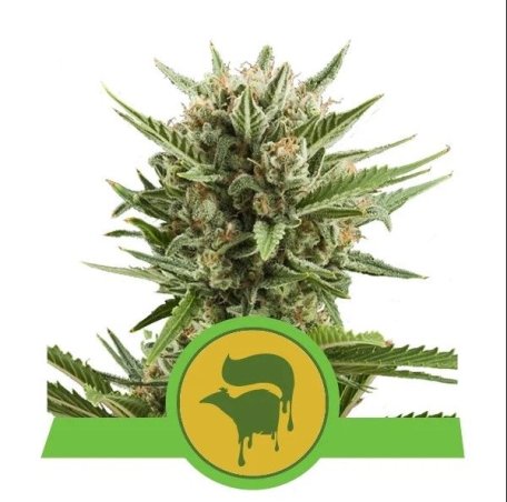 (Bild für) Sweet Skunk Auto Feminised Seeds