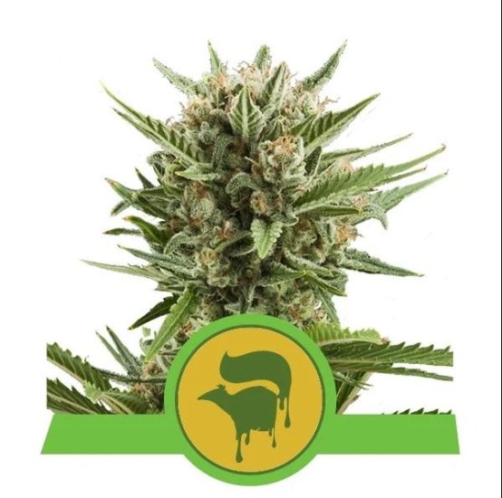 (Bild für) Sweet Skunk Auto Feminised Seeds